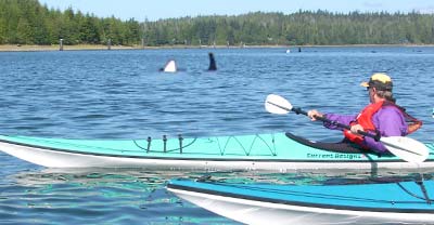 Kayaking with orcas